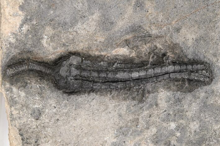 Devonian Crinoid Fossil - Issoumour, Morocco #215212